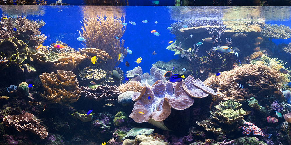 Help Waikīkī Aquarium Teach & Conserve