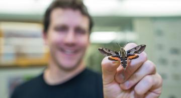 Dr. Daniel Rubinoff, UH Insect Museum director, holds a museum specimen of the native Hawaiian sphinx moth, Hyles calida (Sphingidae).
