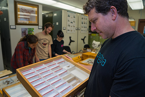 Dr. Daniel Rubinoff, UH Insect Museum director, looks at a drawer of holotypes of many insect species first described by UH researchers