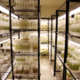 Lab with vials of rare plants
