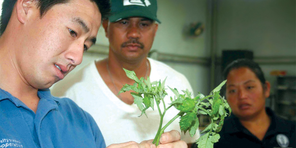 College of Tropical Agriculture and Human Resources Extension staff Jensen Uyeda, left, examines a tomato plant.