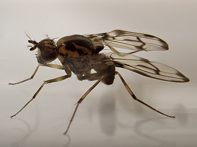 mosquito