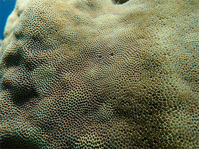 coral reef