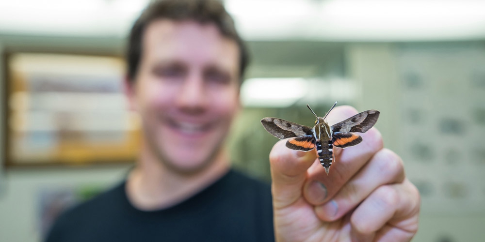 Dr. Daniel Rubinoff, UH Insect Museum director, holds a museum specimen of the native Hawaiian sphinx moth, Hyles calida (Sphingidae).