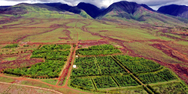 Maui Ku‘ia Estate cacao farm