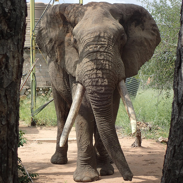 Elephant walking towards the camera
