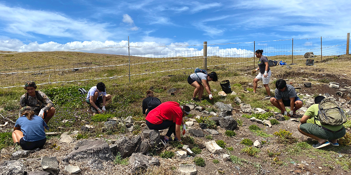Students clearing invasive plants from ua‘u kani burrows