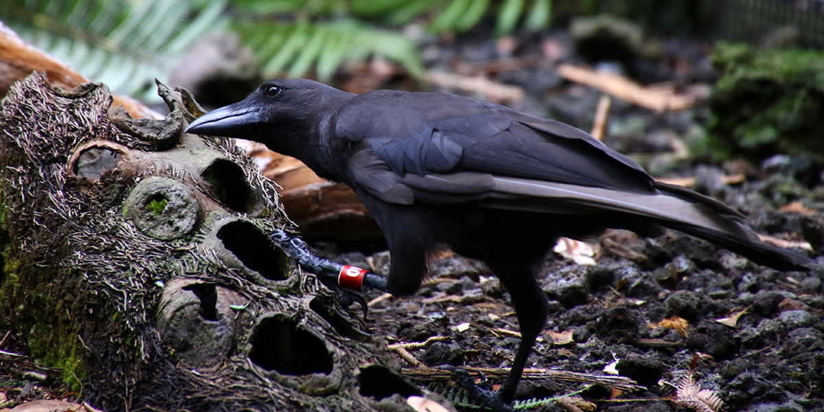 Hawaiian Crow