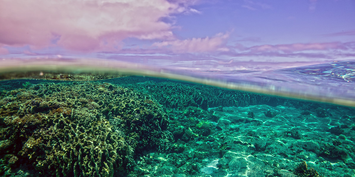 Photo: John Burns. Corals growing in the lagoon habitat at Kure Atoll in the Northwestern Hawaiian Islands.