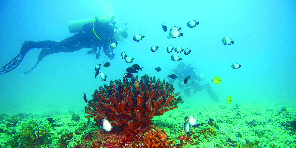 diver underwater near coral reef