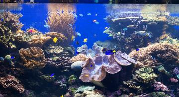 Help Waikīkī Aquarium Teach & Conserve