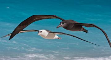 black footed and laysan albatross