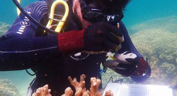 “Healthy coral reefs benefit everyone,” says Shayle Matsuda.