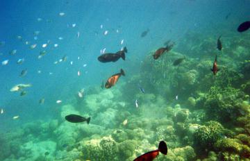 Fish are seen near a coral reef at Fakarava Atoll in French Polynesia