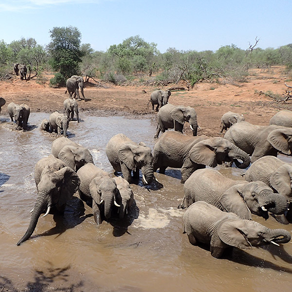 heard of elephants in a watering hole