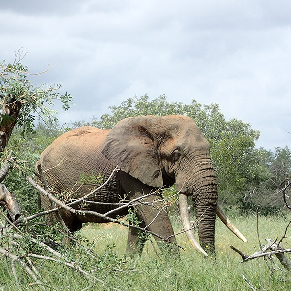Elephant walking in the jungle