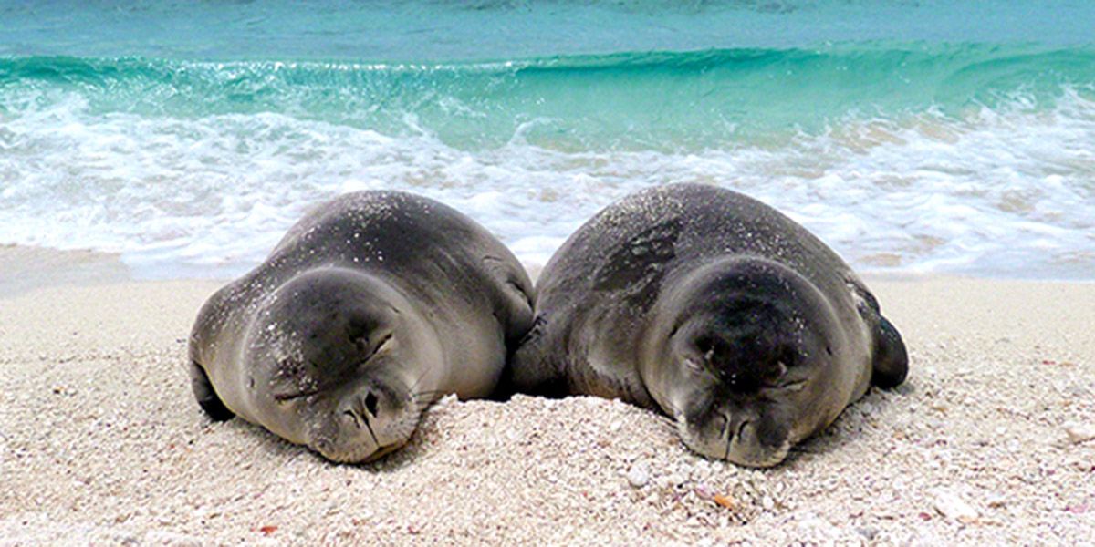 Two weaned pups at French Frigate Shoals. Photo: NOAA Fisheries/Mark Sullivan.