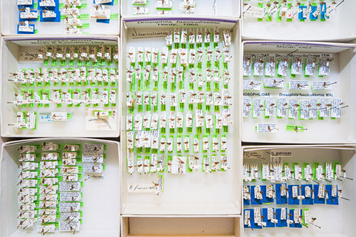 A fraction of the museum's meticulously archived collection of Hawaiian Drosophila species